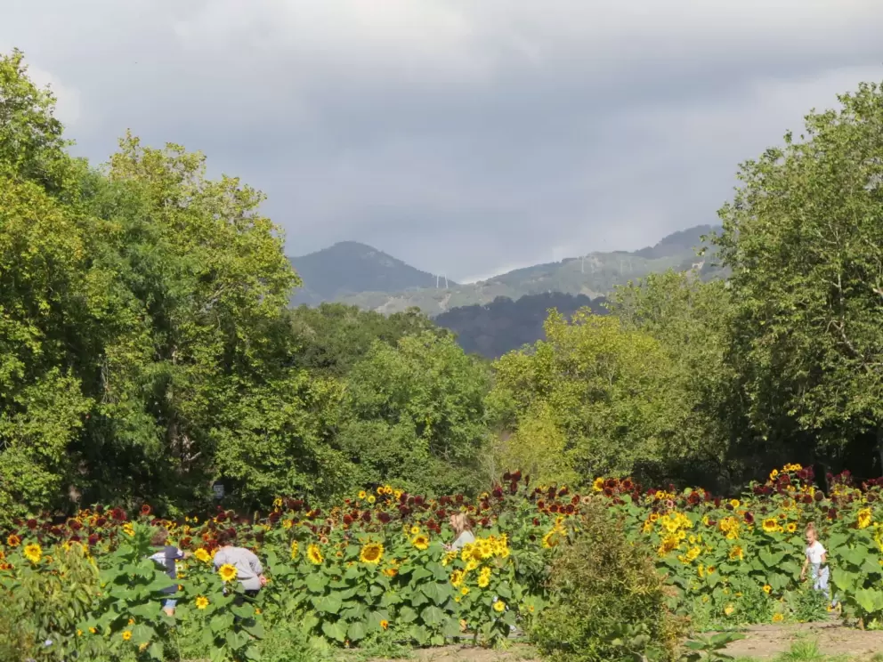 Sunflower fields and mountains beyond. 