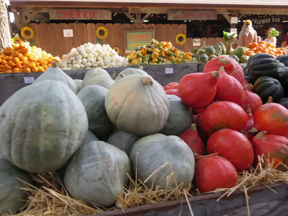 Cute shapes of pumpkins. 
