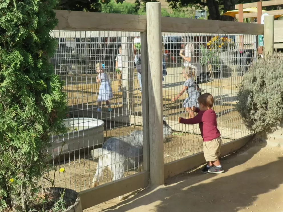 A toddler looks at a goat. 