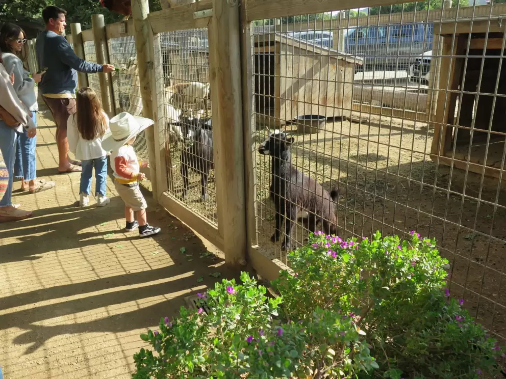 Toddler with cowboy hat checking out the goats. 