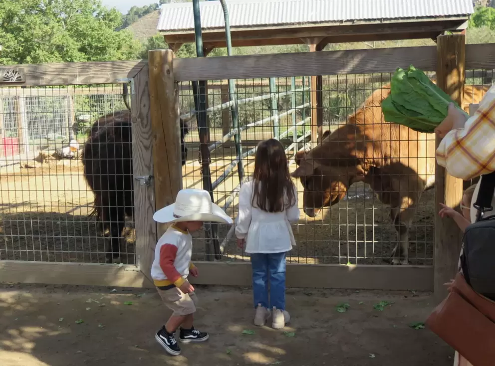 Feeding lettuce to a cow. 