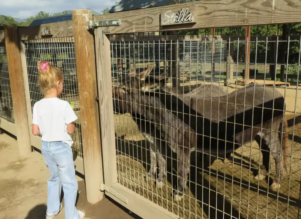 Looking at Stella, the cow. 