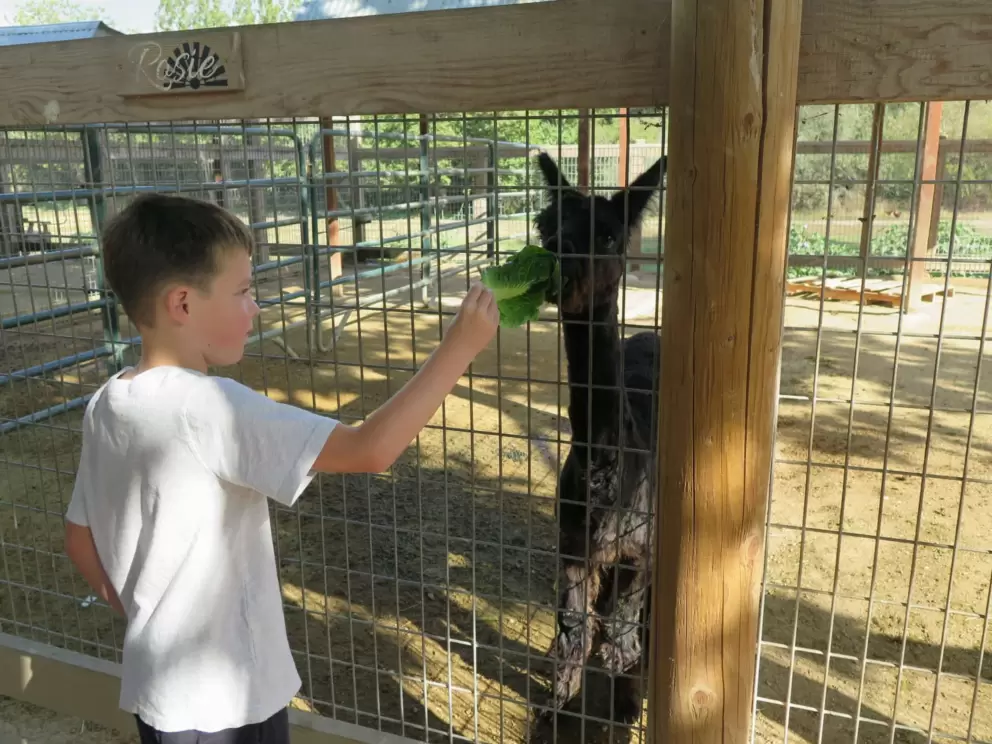 Feeding lettuce to an alpaca. 