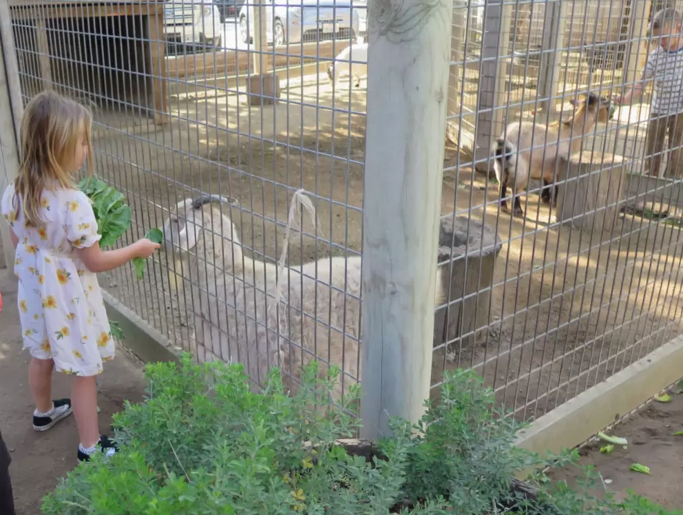 A girl feeds a goat. 