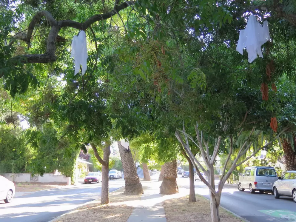 Ghosts hanging from trees on Murray Ave, at Halloween.