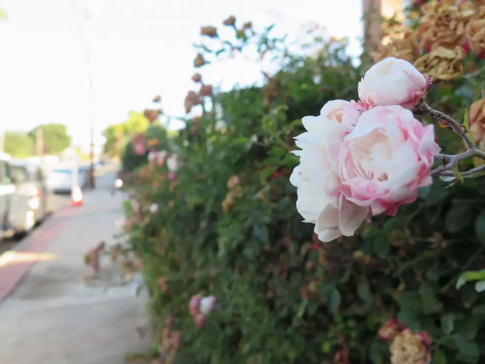 Camellia flowers along the sidewalk. 