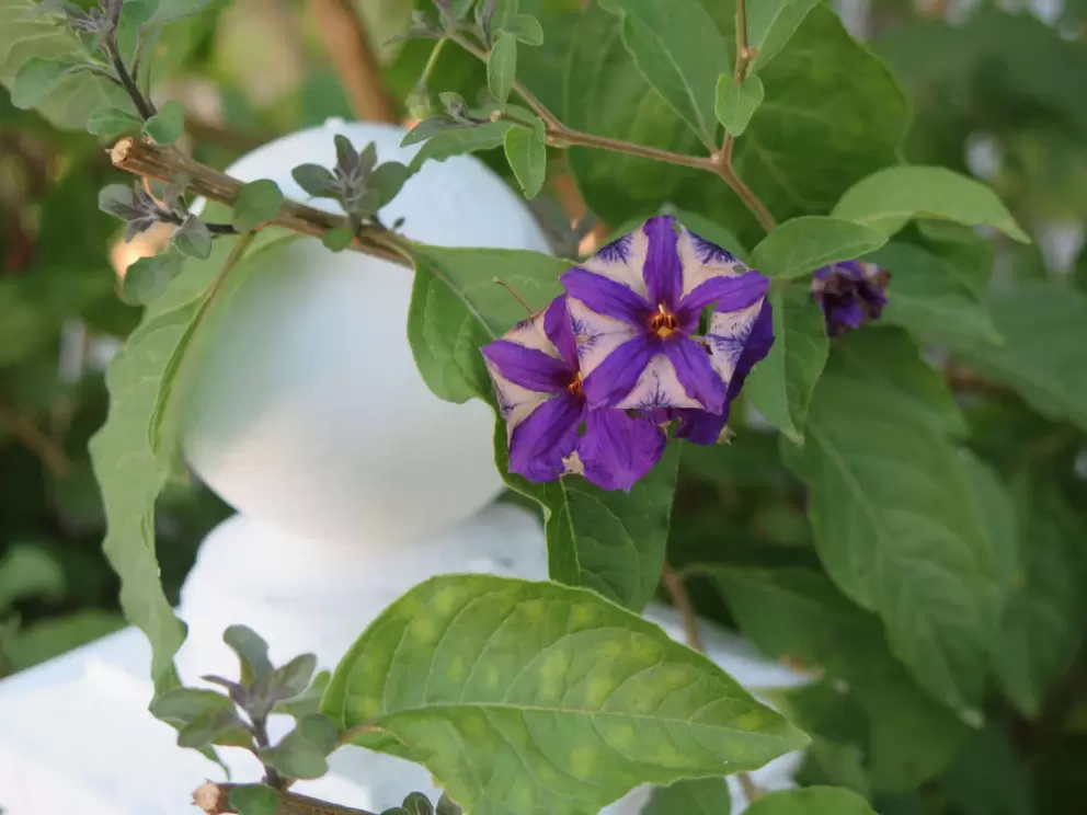 Vine with sweet flowers, along a fence. 