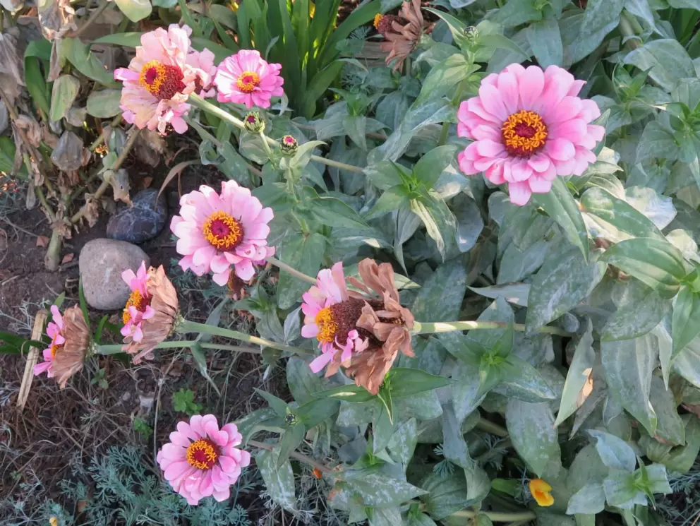 Pink flowers in a garden. 