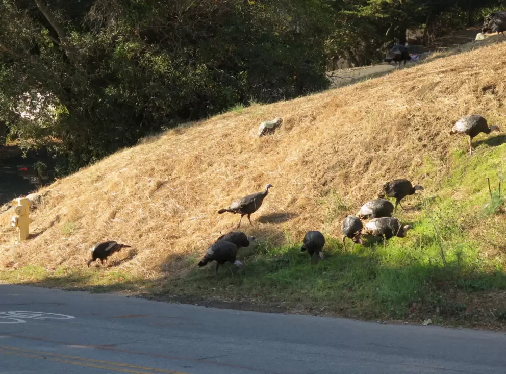 Turkeys on a hillside along Broad Street in the morning. 
