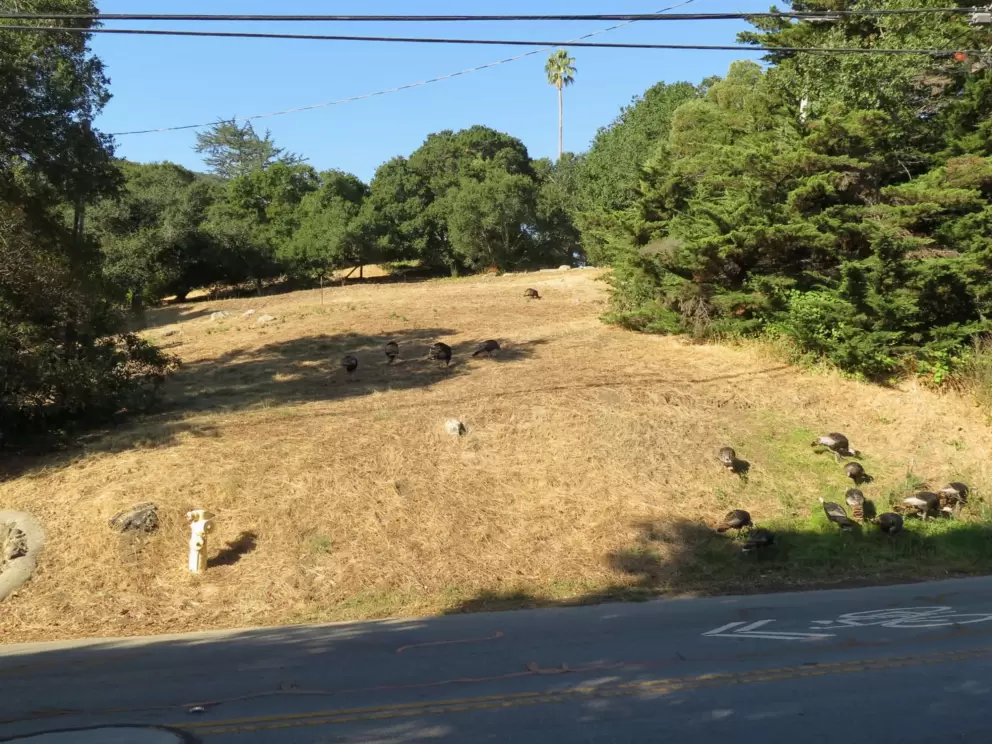 Sunny hillside with turkeys, along Broad Street. 