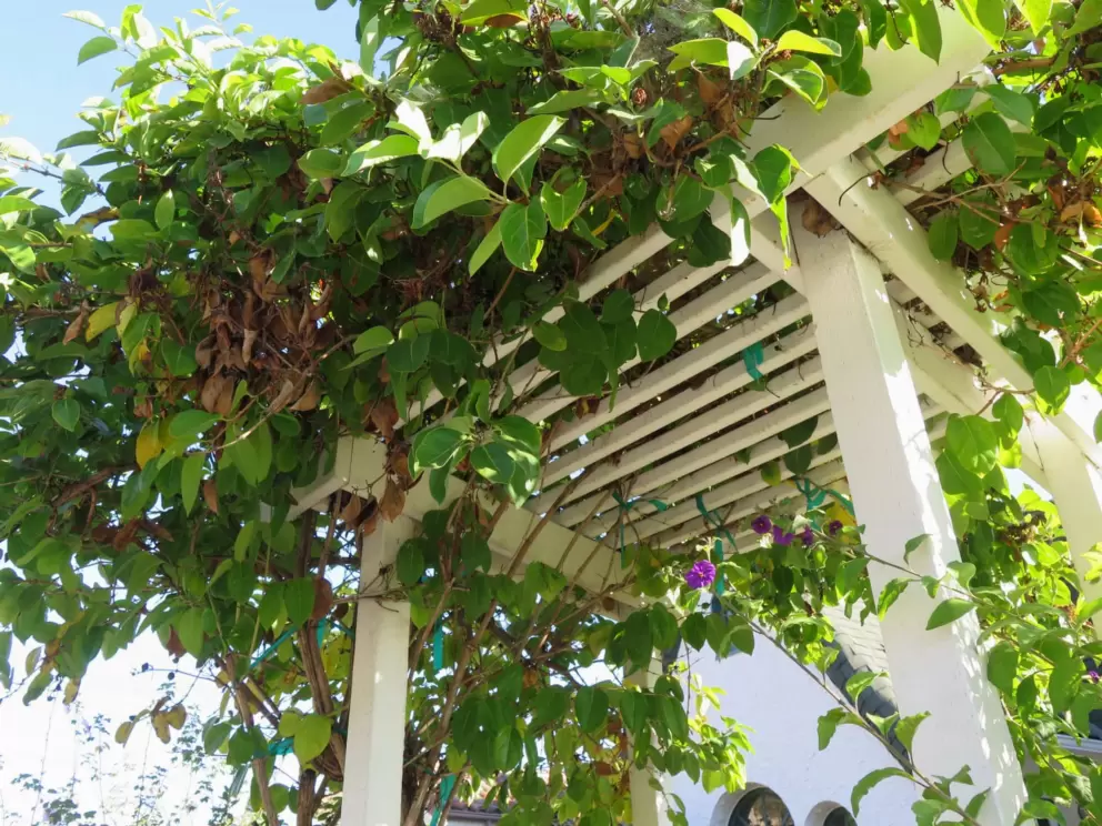 Vine growing on a trellis. 