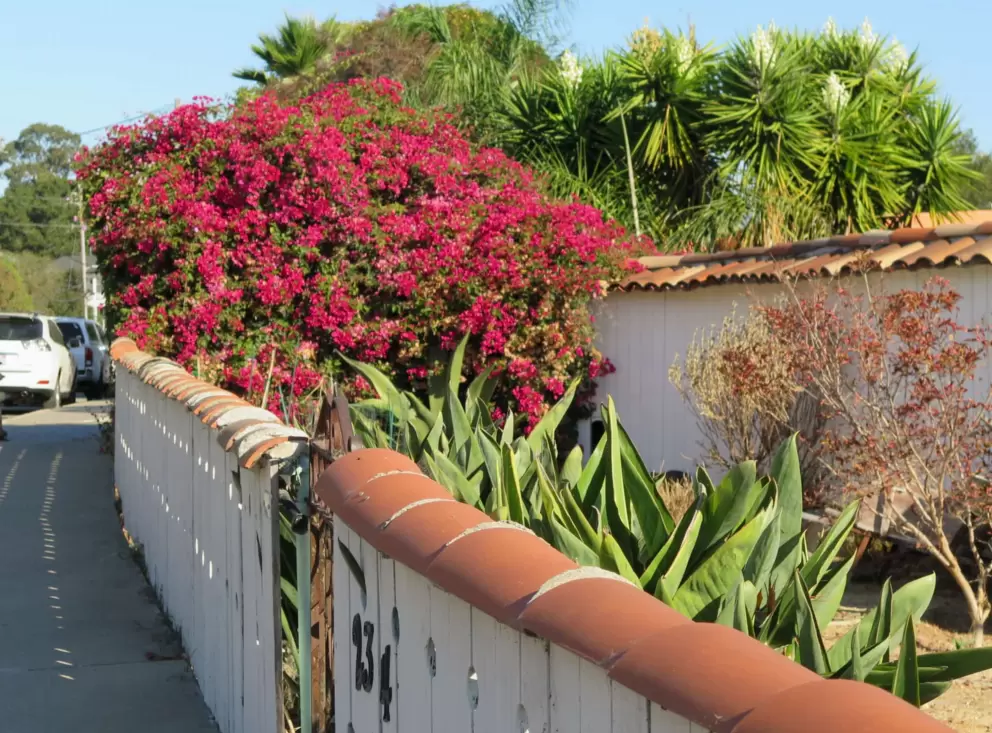 Bright bougainvillea along a fence. 