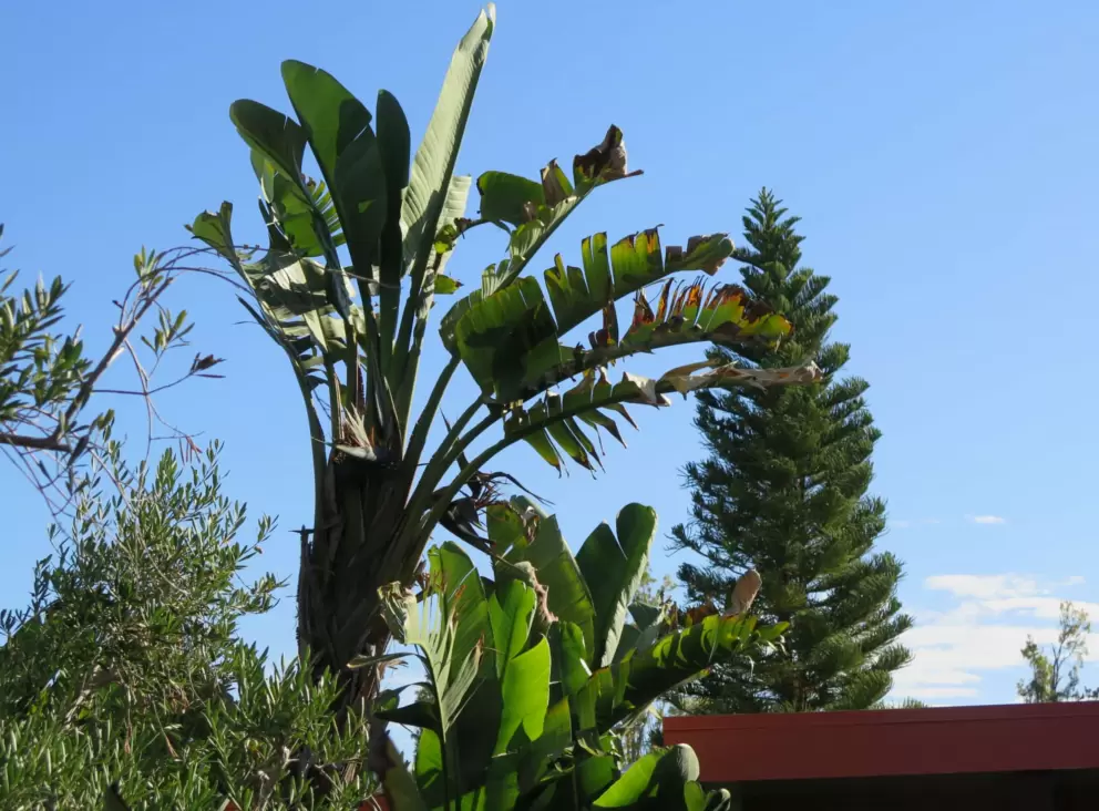 Banana tree and Norfolk pine. 