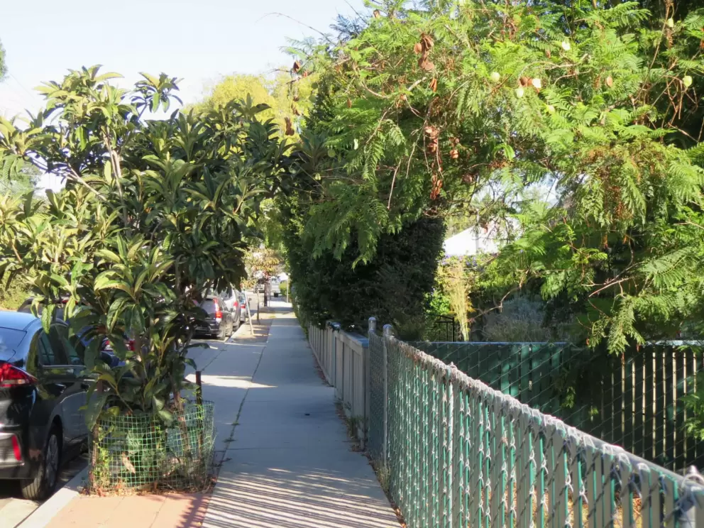 Arched plants over the sidewalk, near Lincoln Deli. 