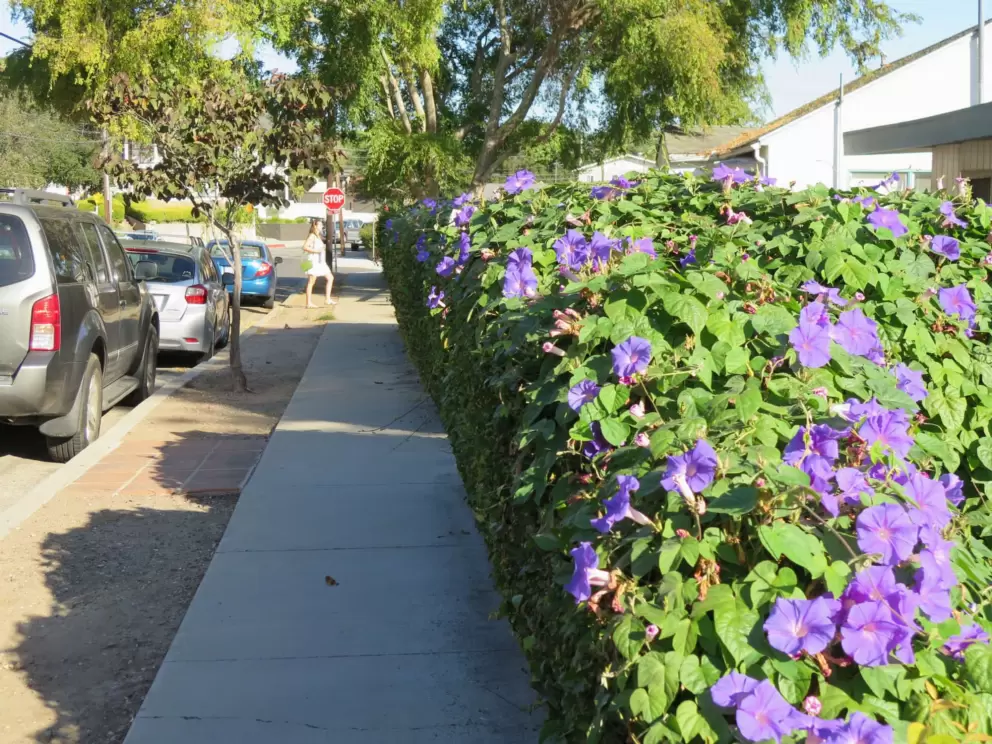 Purple morning glory along the sidewalk. 