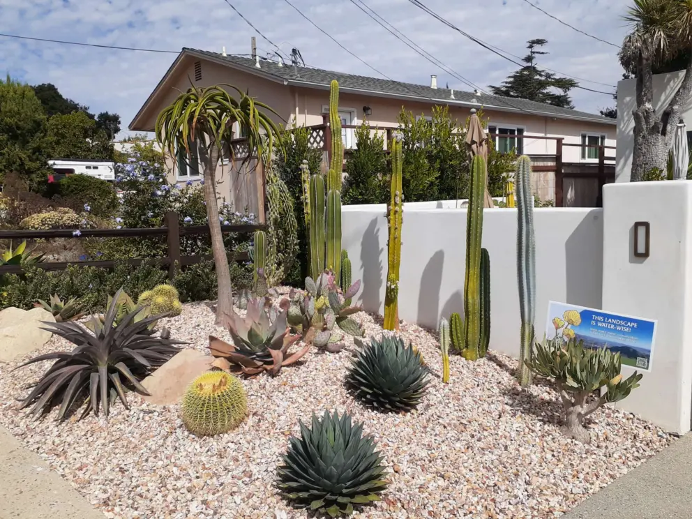 Cactus garden on Broad Street. 