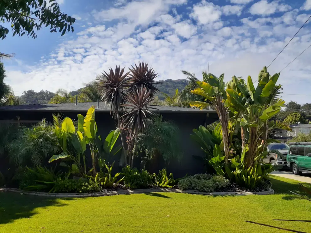 Banana tree, green lawn, and mountains behind. 