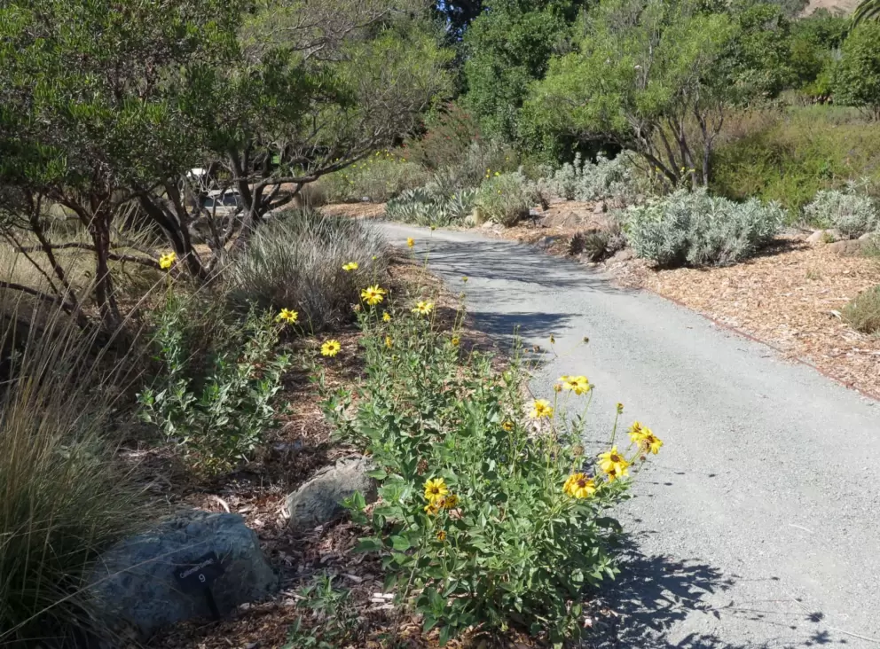 Mexican sunflowers along the path. 