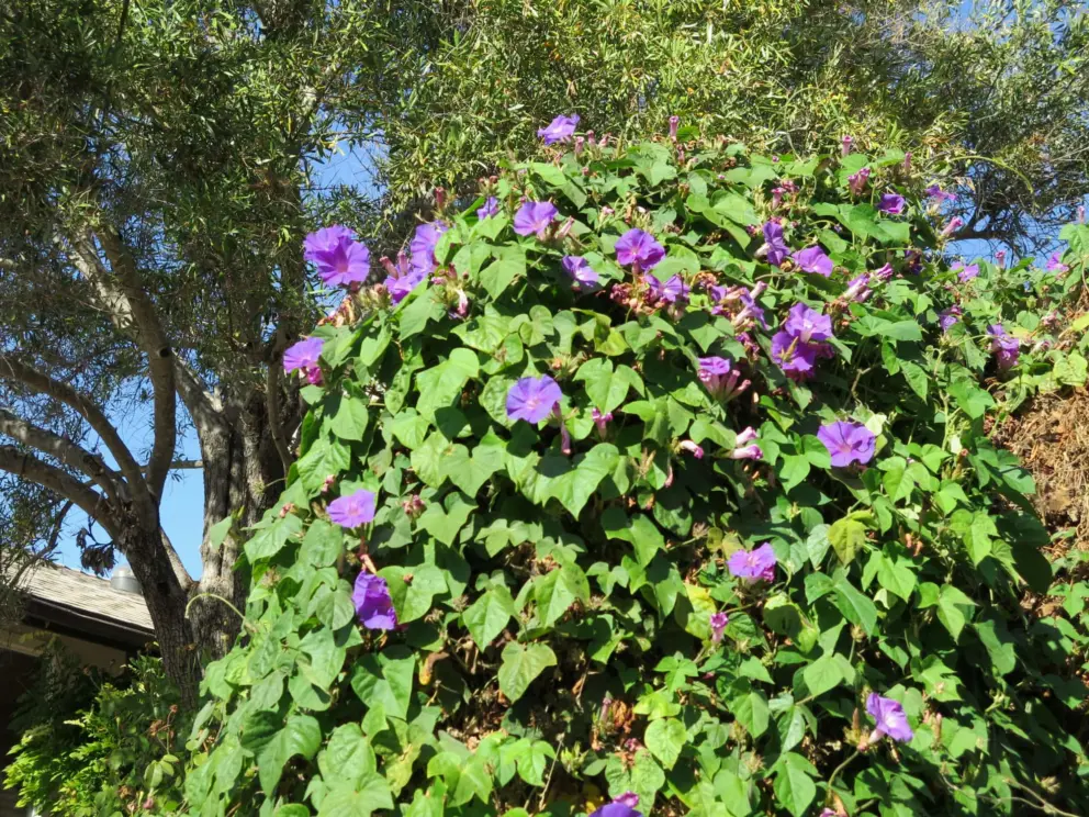 Morning glory vine in the neighborhood nearby. 