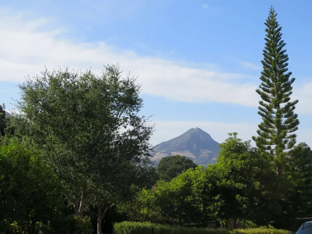 Norfolk pine and mountain view in the street nearby.