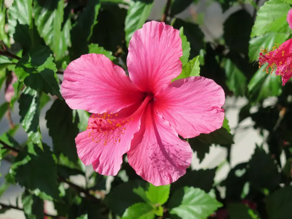 Pink hibiscus on a street nearby. 