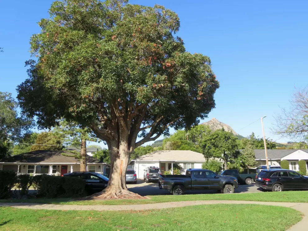 Tree at Throop Park. 