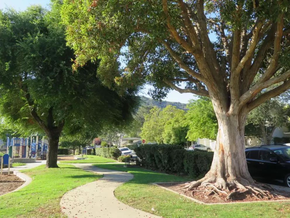 Winding path at Throop Park. 