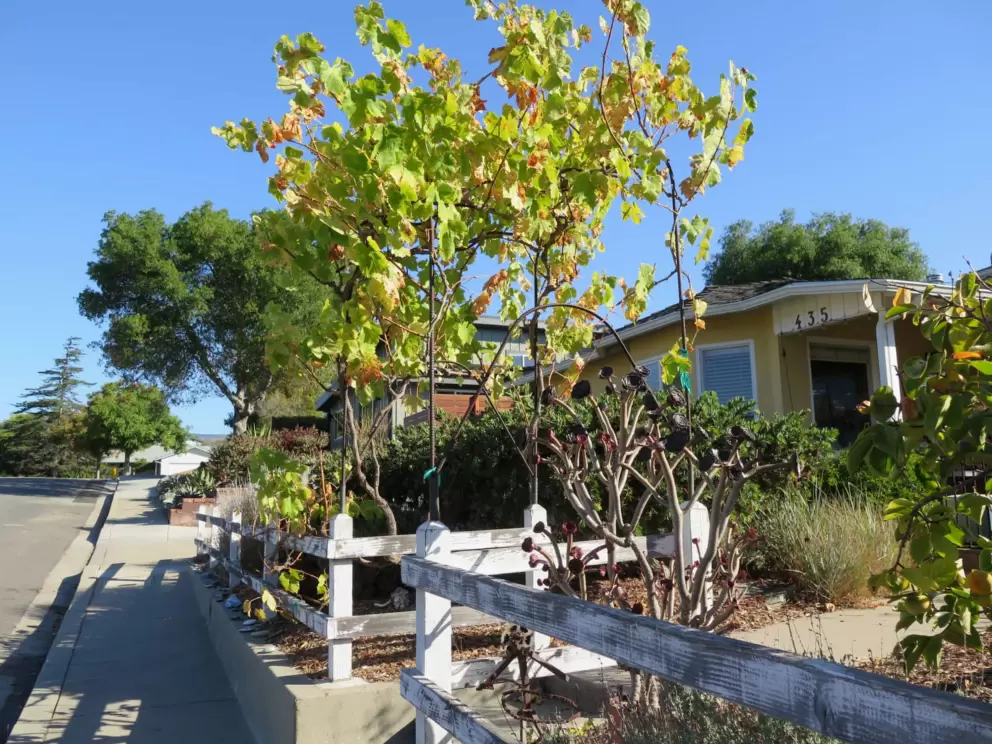 Walking in the neighborhood. 