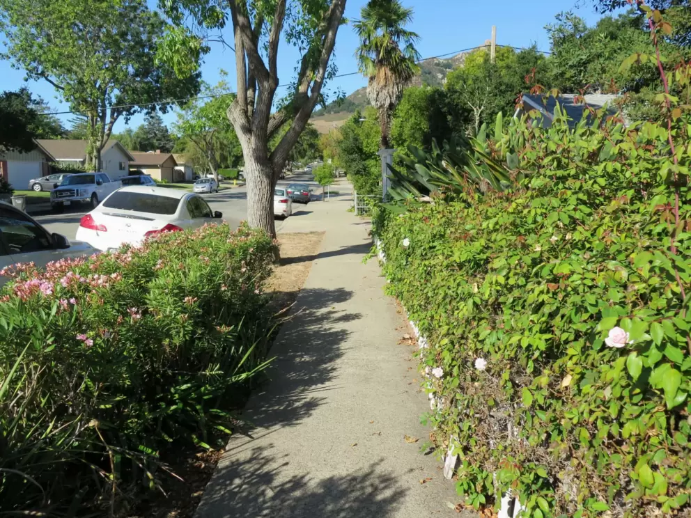 Flowers along the sidewalk. 