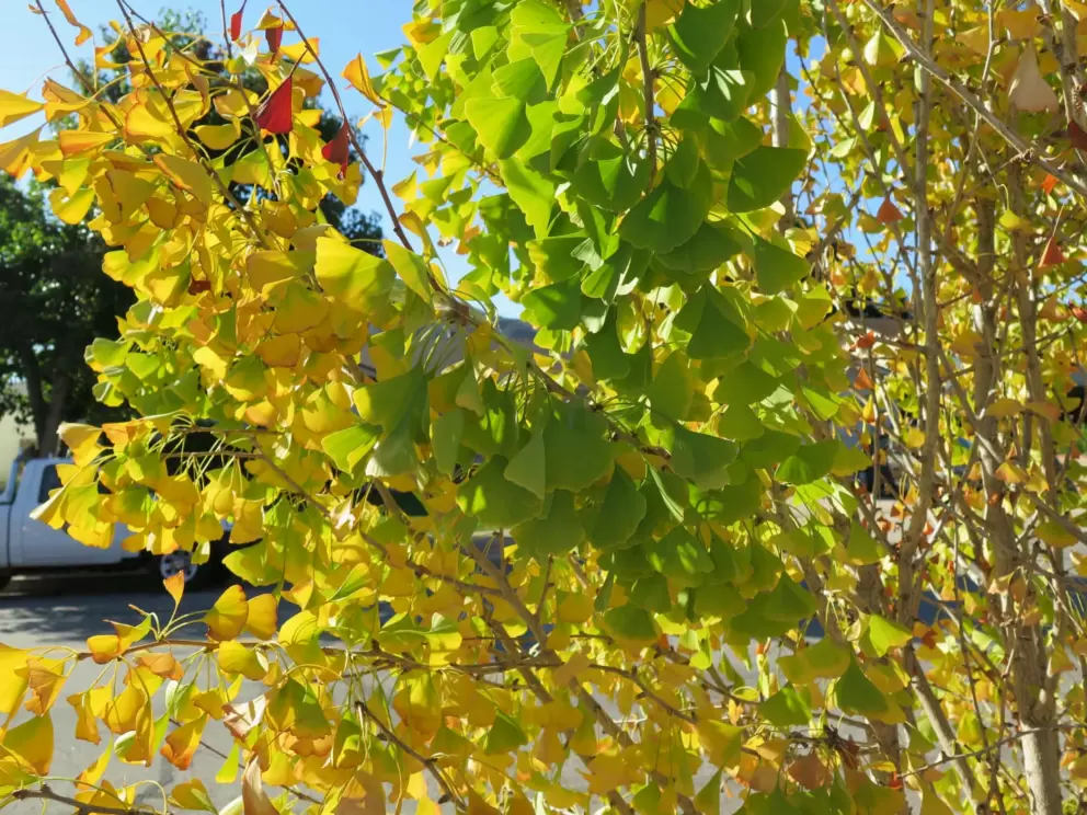 Fishtail leaves. 