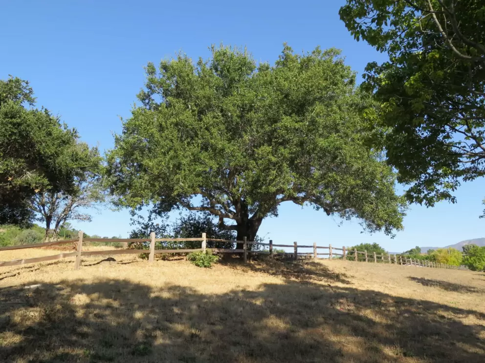 Bucolic scene on Jeffrey Dr. 