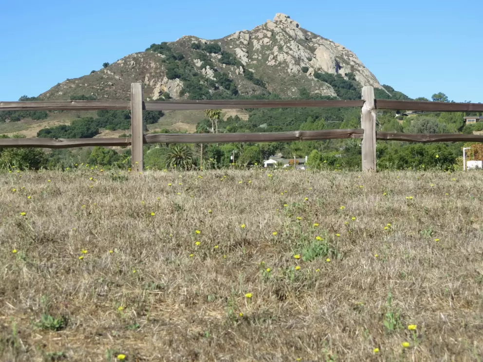 Yellow flowers, wooden fence, and Bishop Peak, on Jeffrey Dr. 