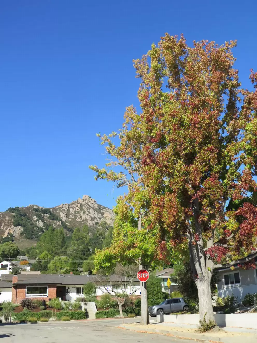 Autumn tree and Bishop Peak, in the neighborhood. 