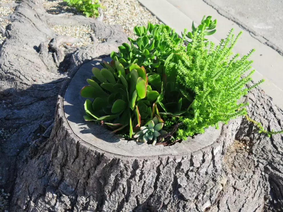 Succulents planted into a tree trunk, in the neighborhood.