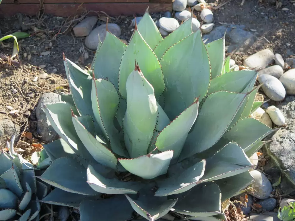 Agave. 