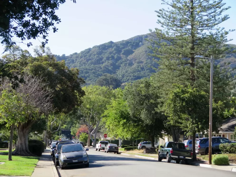 Mountain views and towering tree. 
