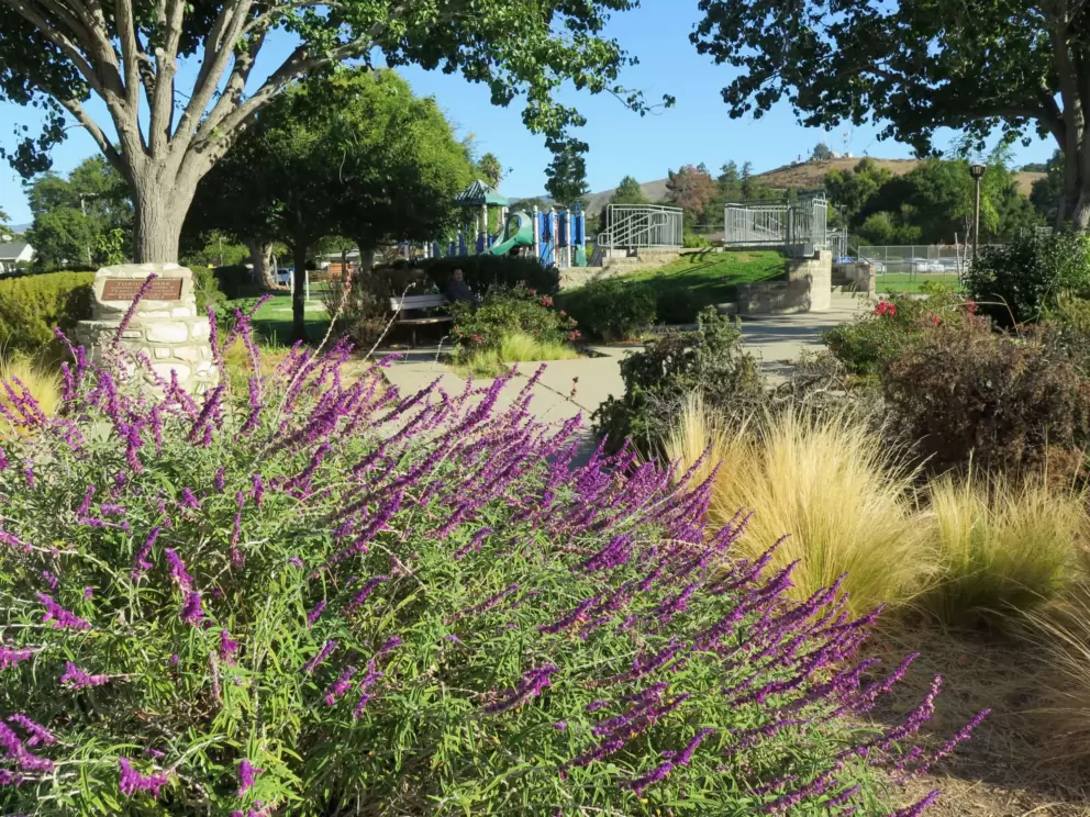 Purple sage at Throop Park. 
