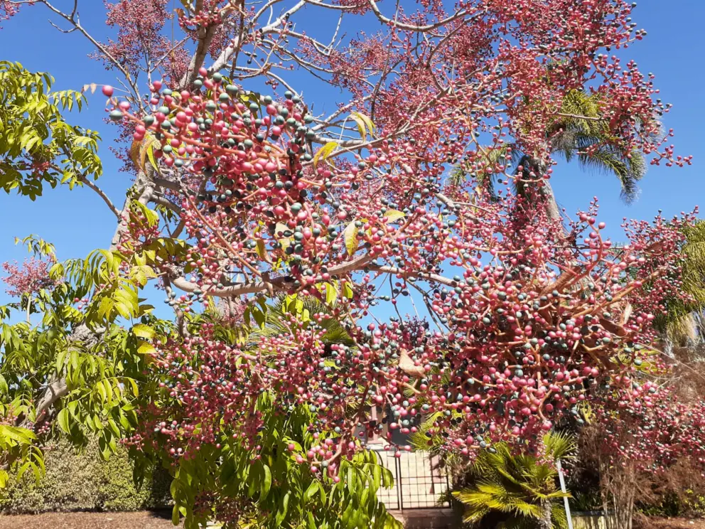 Berries galore and blue sky. 
