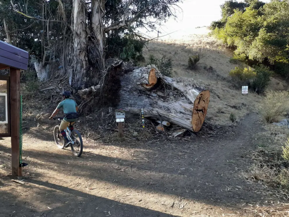 The tree trunk as big as a person, at the beginning of the trail. 