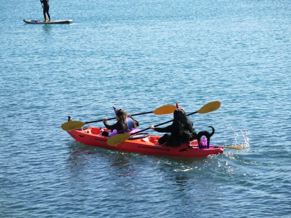 Kayak with a black cat on the back. 