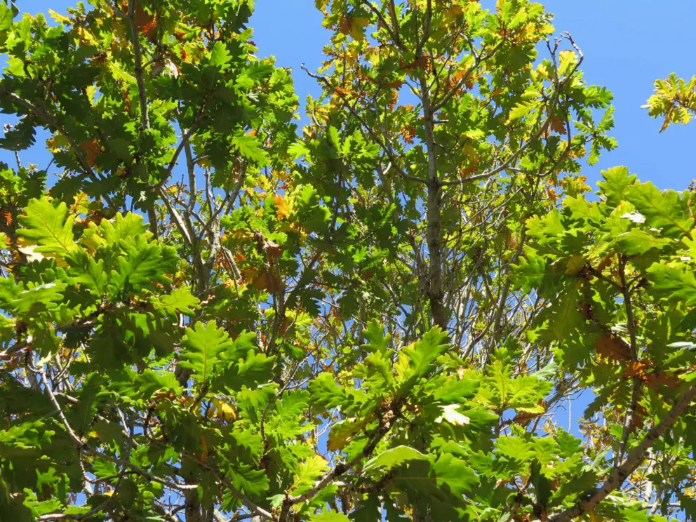 Hungarian oak tree with its bright green leaves. 