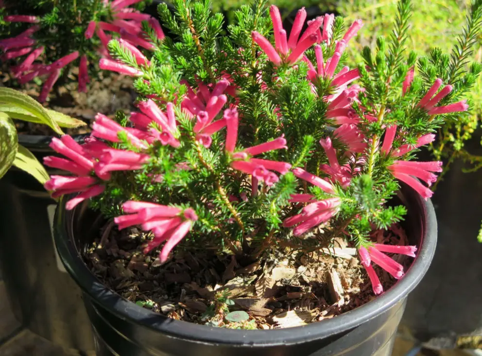 Erica verticillata, a shrub from South Africa, for sale. 