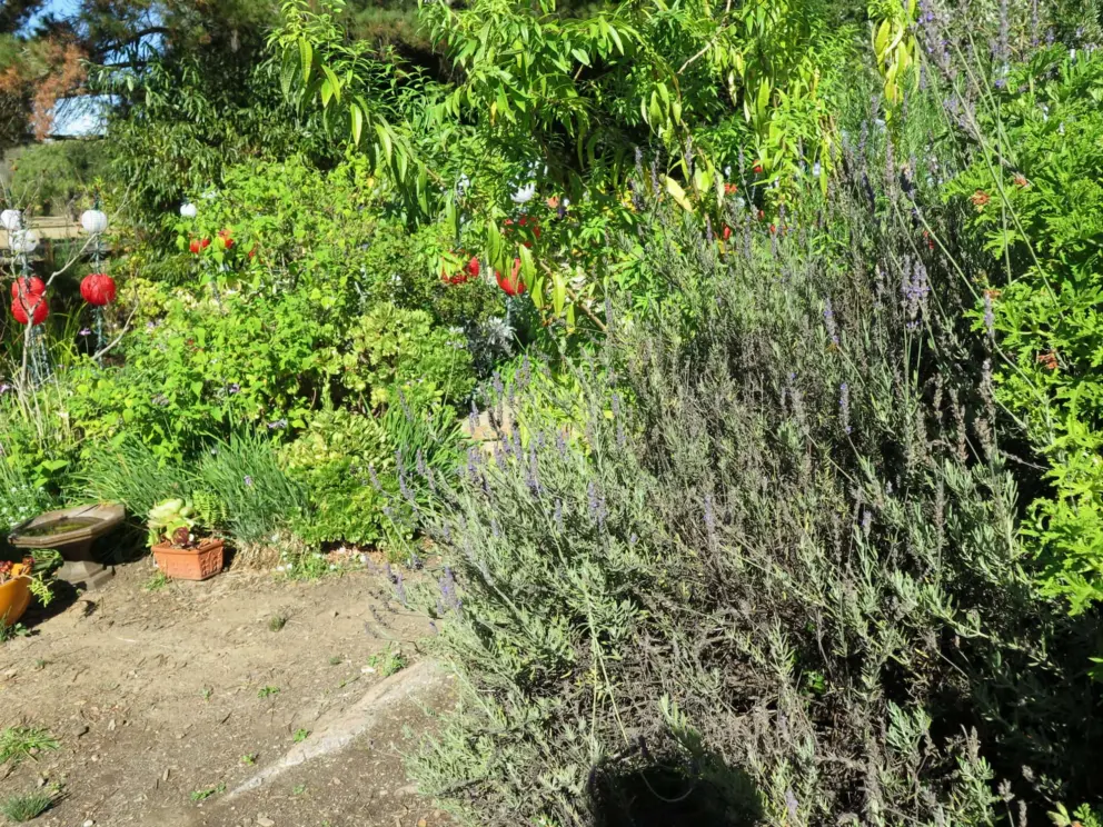 Lavendar. 