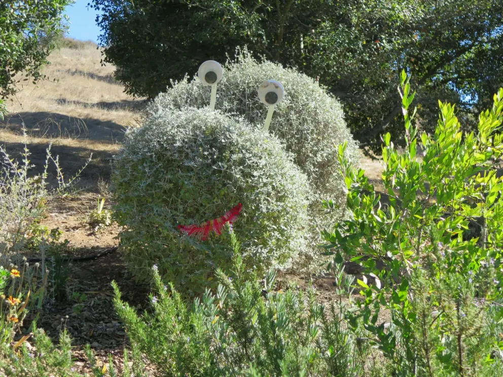Eyes poking out of a bush!
