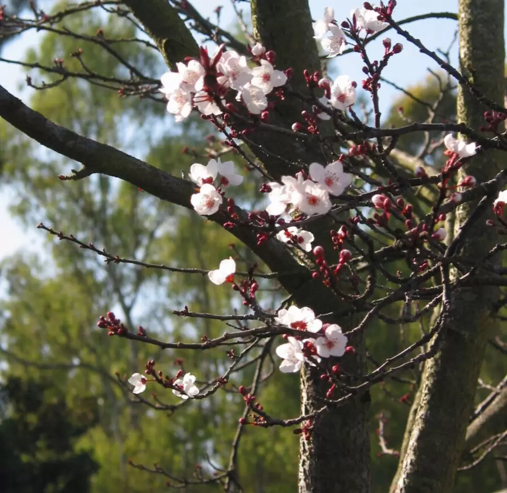 Blossoming tree on Santa Barbara Shores Drive, where there is another entrance to the trails.