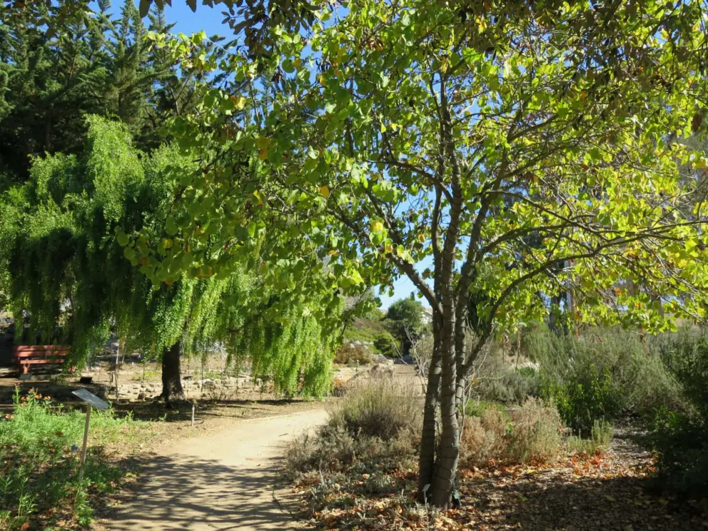 Shady path past mayten tree. 
