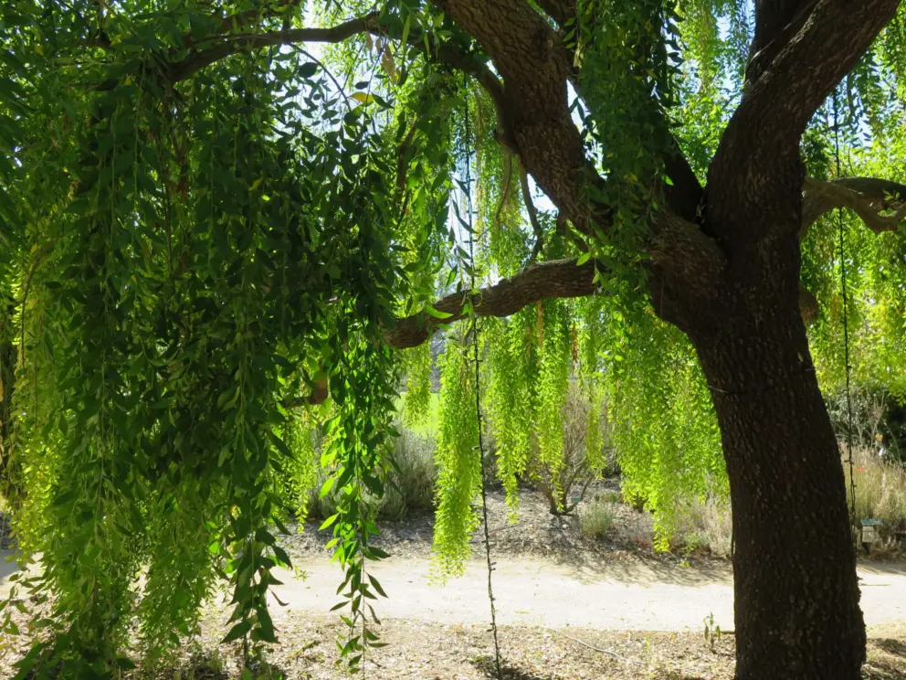 Mayten tree, from the Andes foothills. 