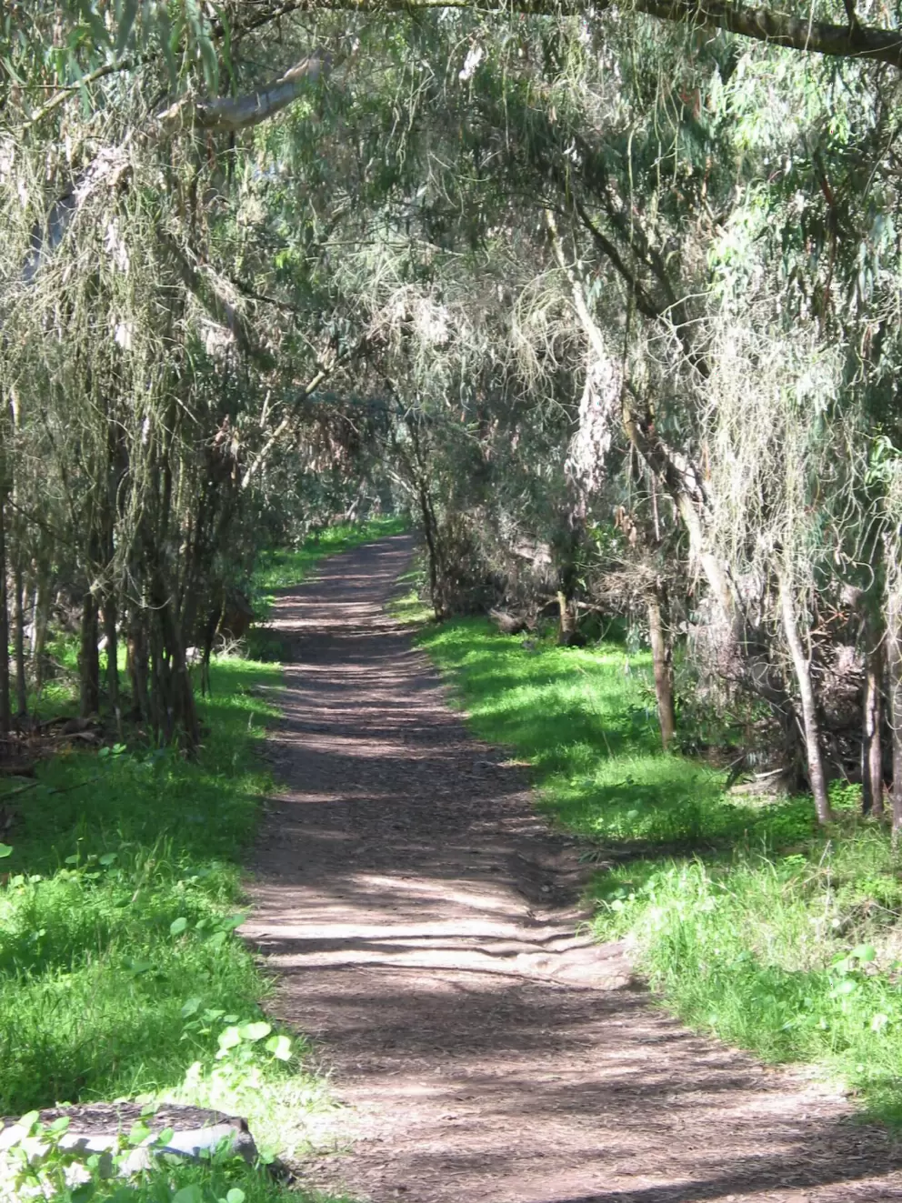 Trail in the forest, before you get to the open bluffs.