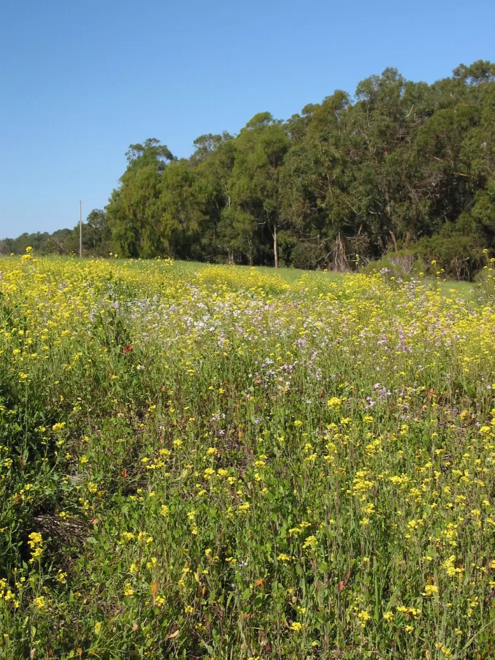 February wildflowers and a strand of trees on the bluffs.