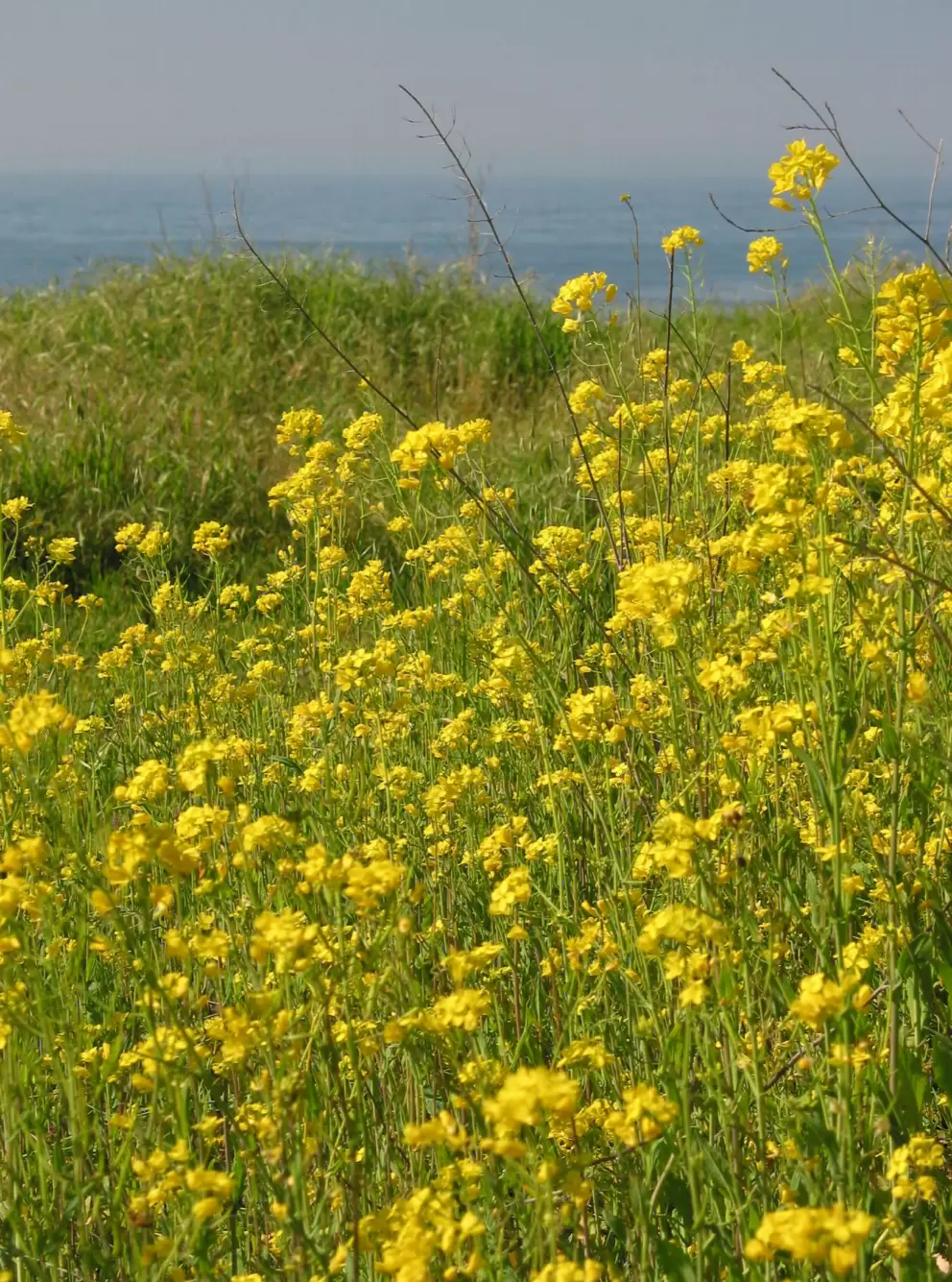 Yellow flowers with the sea behind- what more could you ask for?!